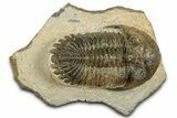 Detailed Hollardops Trilobite Fossil - Ofaten, Morocco #351267-2